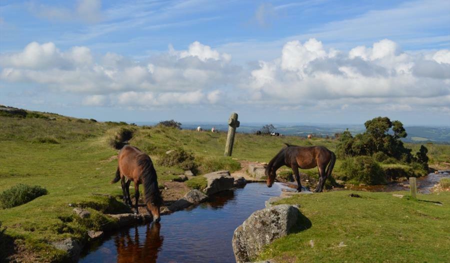Trevellian - Boutique Secluded Scenic Lodge Dawlish Bagian luar foto